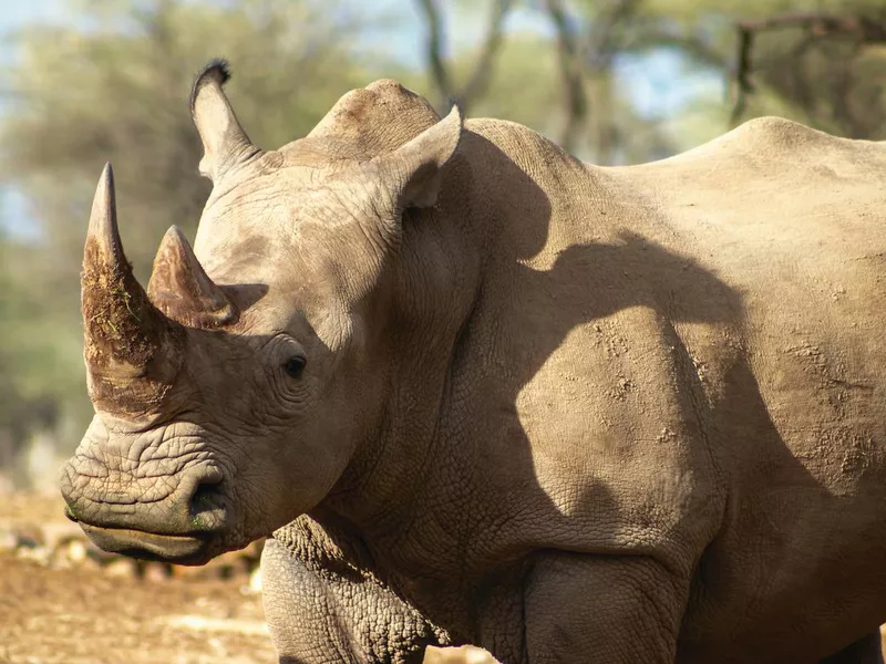 Portrait of a male bull white Rhino grazing in Etosha National park, Namibia