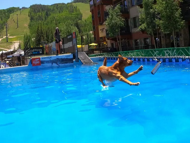 Dock Diving Pool