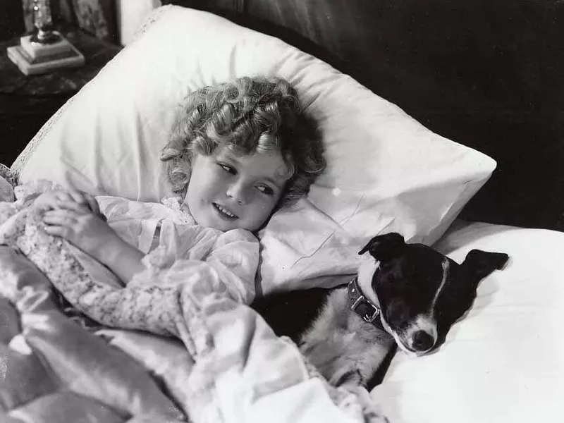 Shirley temple rat terrier