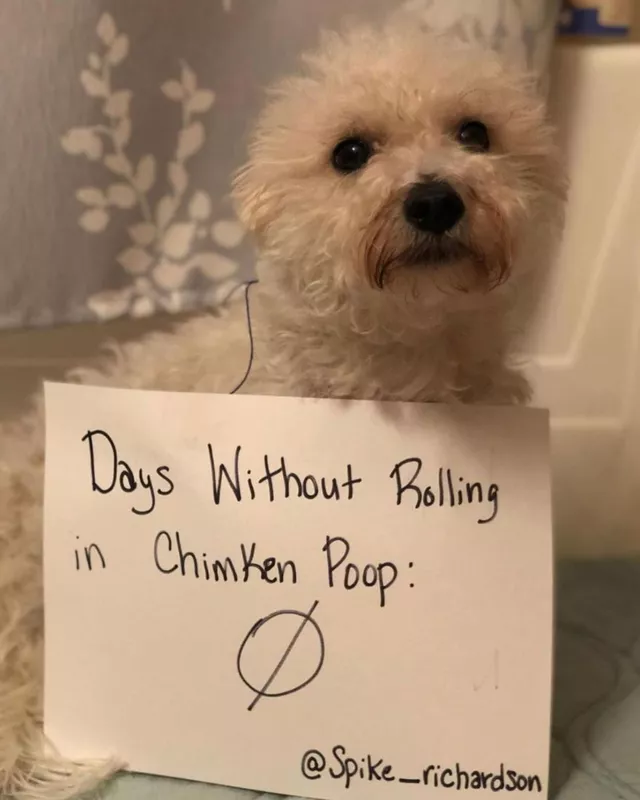 Little dog keeps getting in trouble