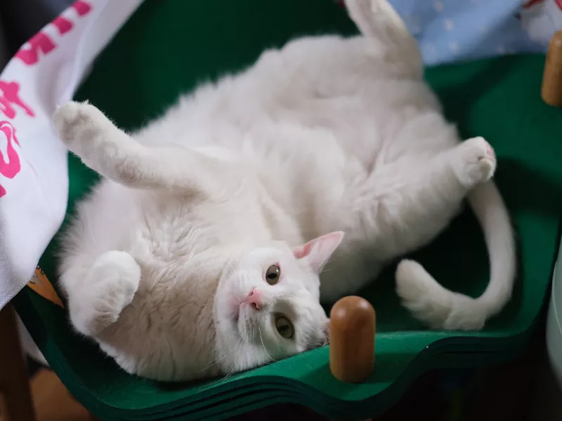 playful cat at home