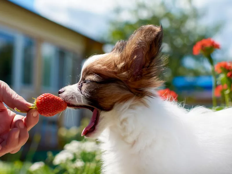 Papillon puppy sniffs a strawberry berry in the owner's hands on a Sunny day