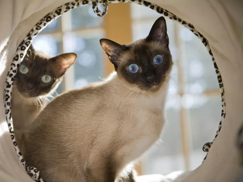 Curious Siamese cat