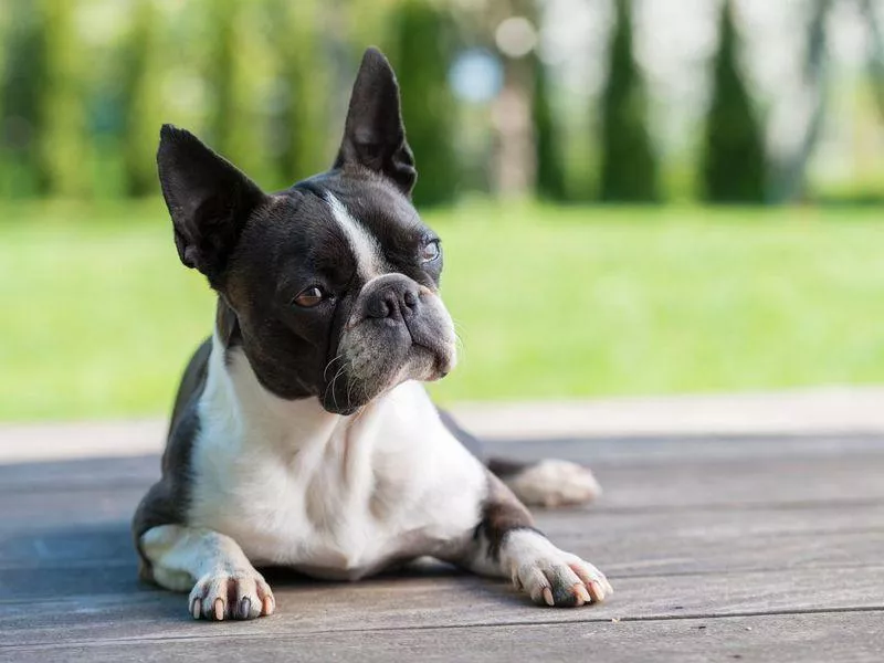 Boston terrier big head