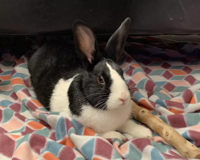 Black and white bunny named Lola
