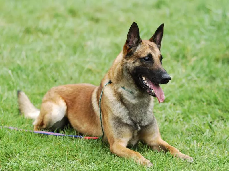 Belgian Malinois