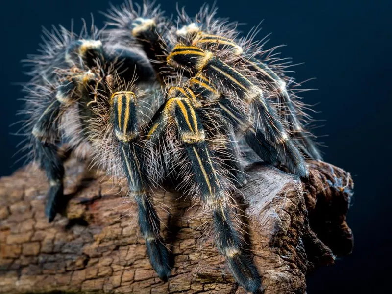 Grammostola Pulchripes tarantula (Chaco Golden Knee) on dark blue background. Large Tarantula with yellow and black hair on log. Studio Shot