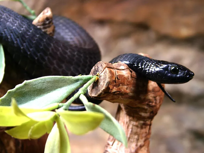 Black Mamba