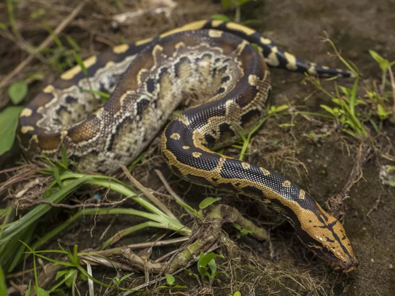 Borneo short-tailed blood python snake Python curtus breitensteini
