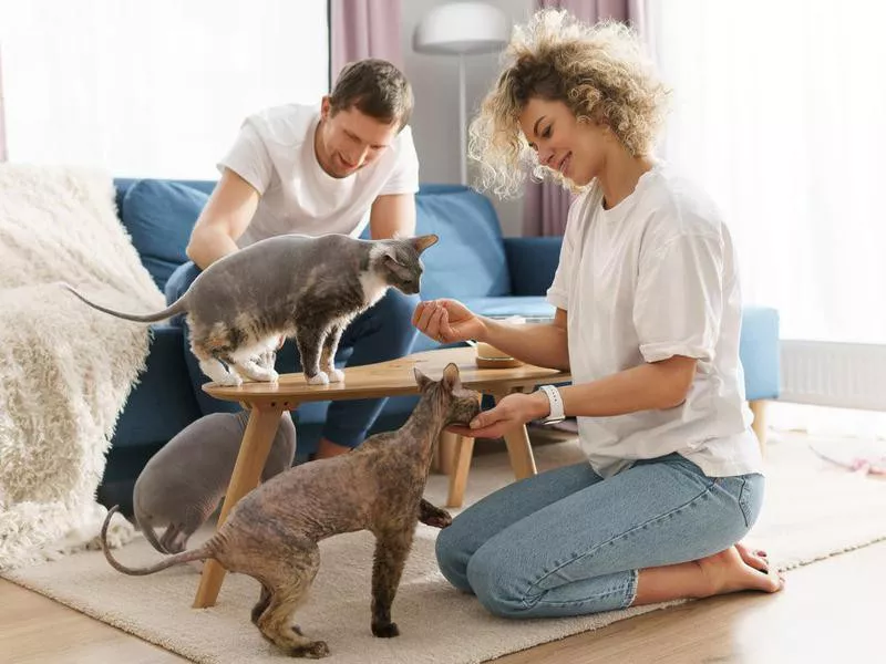 Happy caucasian couple and their cute cats at home