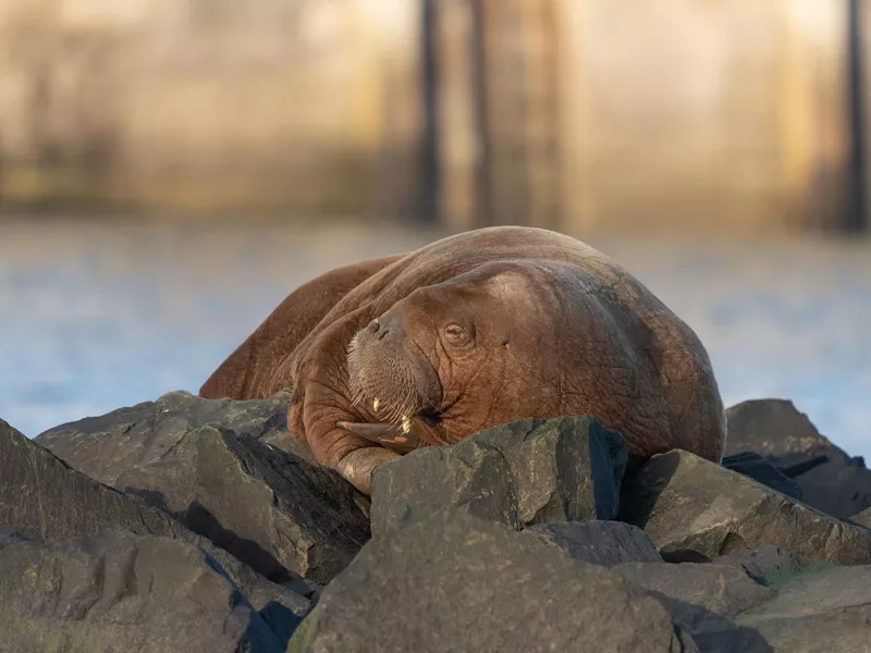 Arctic Walrus resting on rocks in Northumberland, England