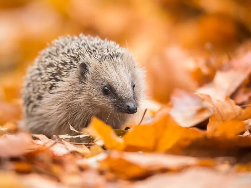 European hedgehog (Erinaceus europaeus)