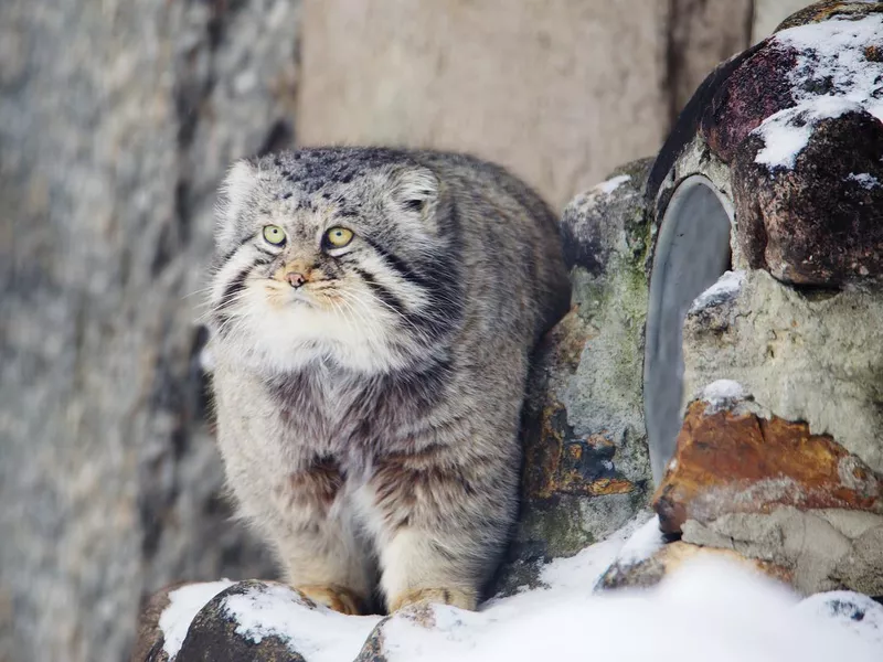 Pallas Cat in snow