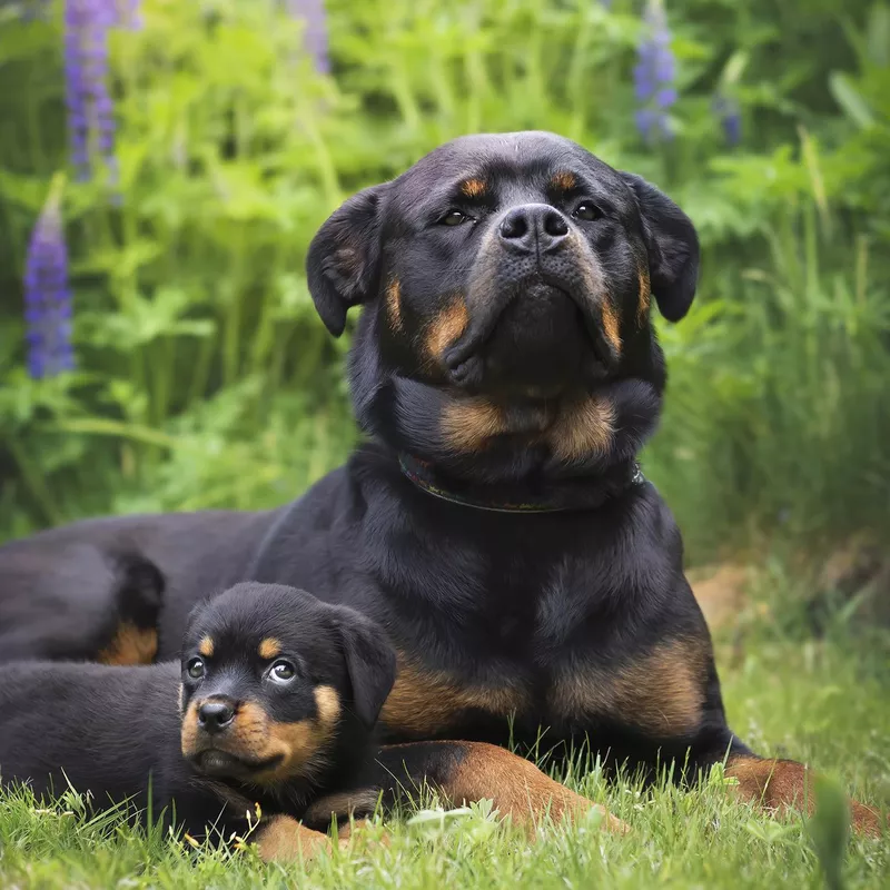 Little Daisy and her big future
