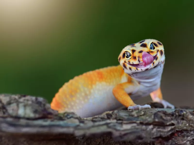 Gecko lizard on a branch in tropical garden