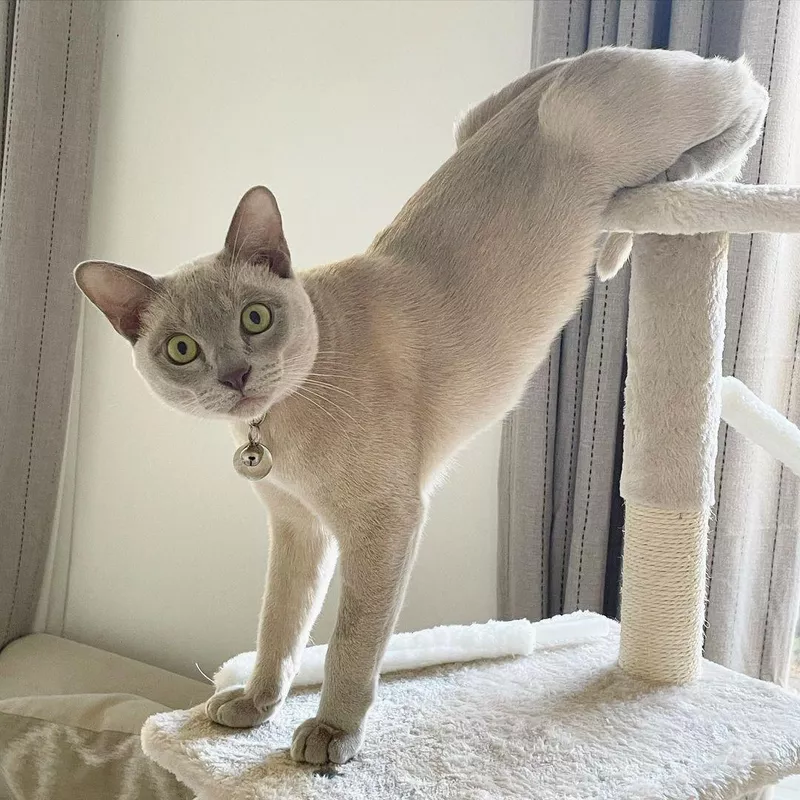 Burmese
