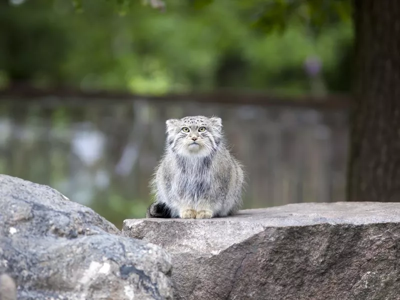 Pallas Cat sitting