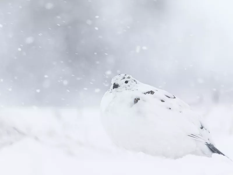Rock Ptarmigan in snow storm