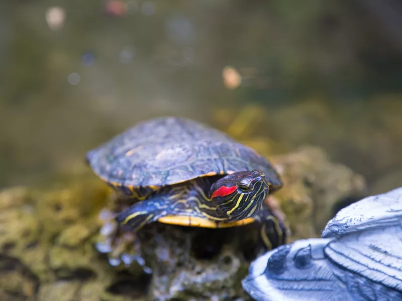 Red-Eared Slider