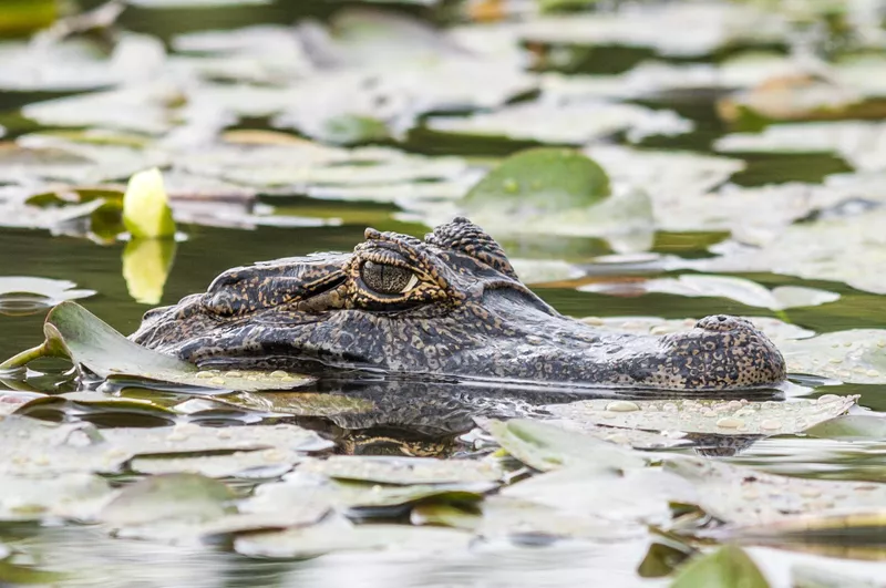 Crocodile in the water.