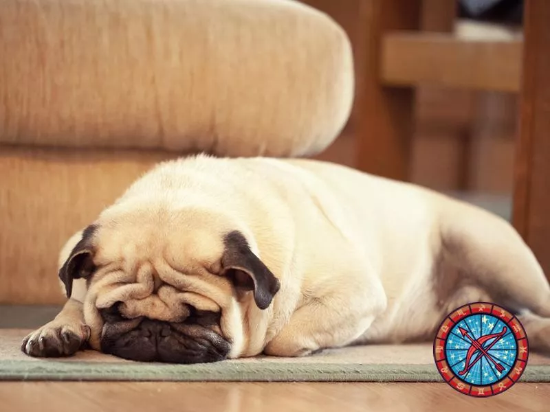 Pug