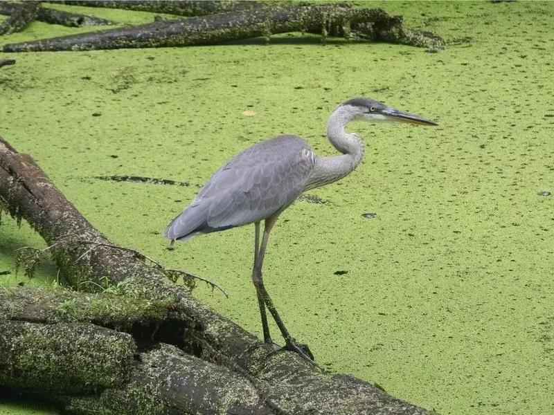 heron