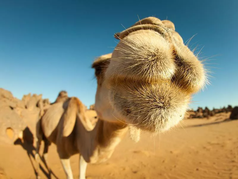 Camel