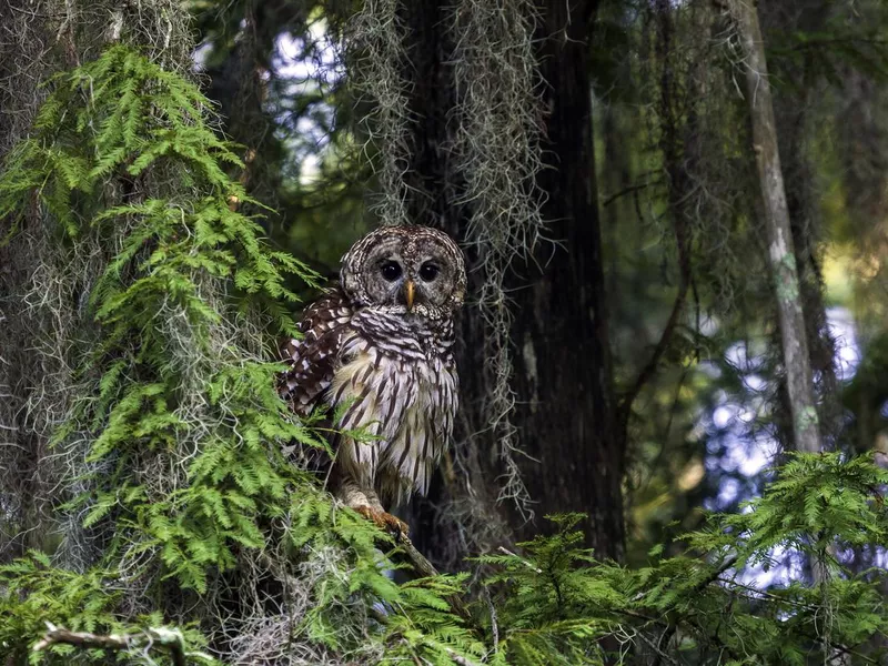 Barred Owl in tree