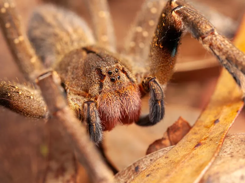 Brazilian wandering spider