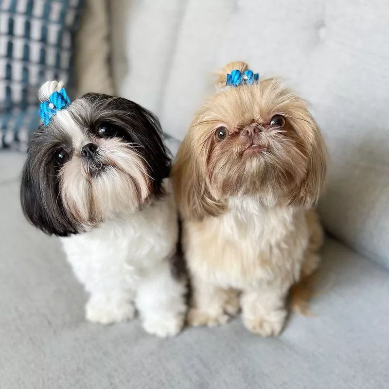 Two Shih Tzu Puppies