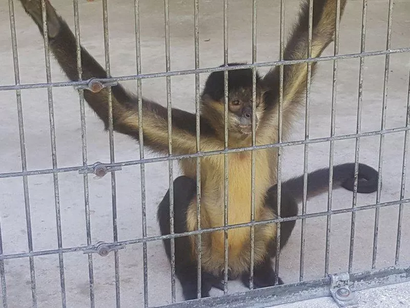 Tregembo Animal Park Is the Worst