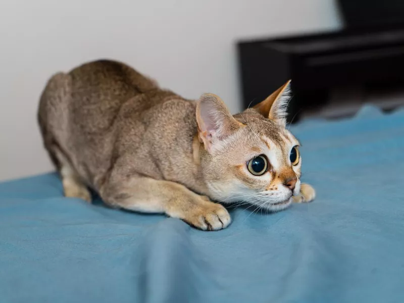 Singapura cat playing