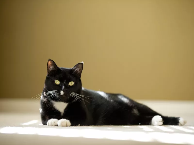 A cute tuxedo cat laying in a patch of sunlight