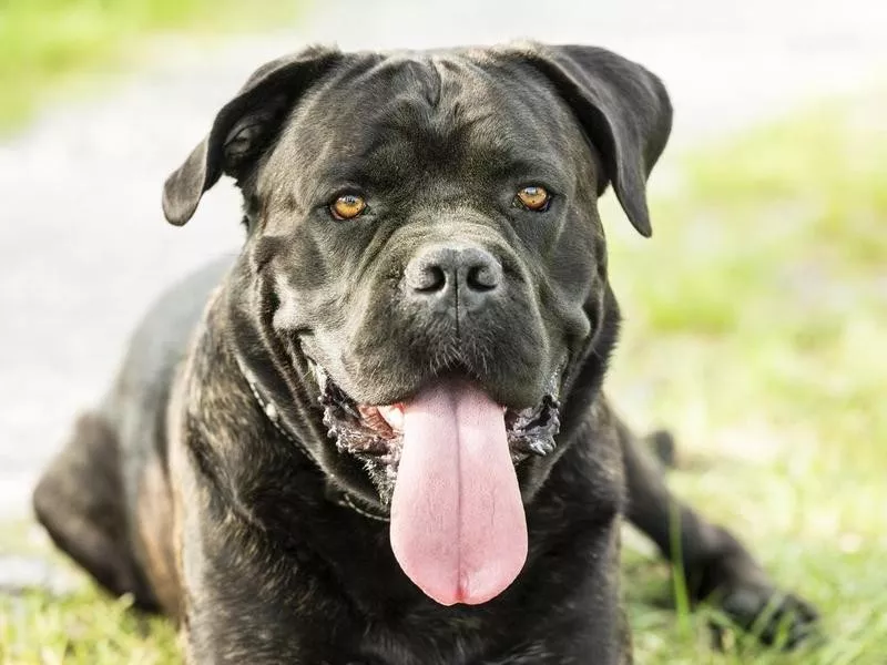 Cane Corso