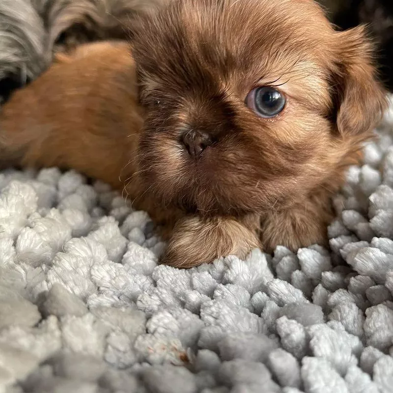 Shih Tzu Puppy