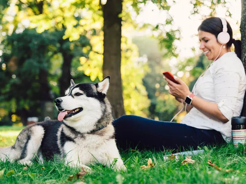 Dog walker with Siberian husky in the park