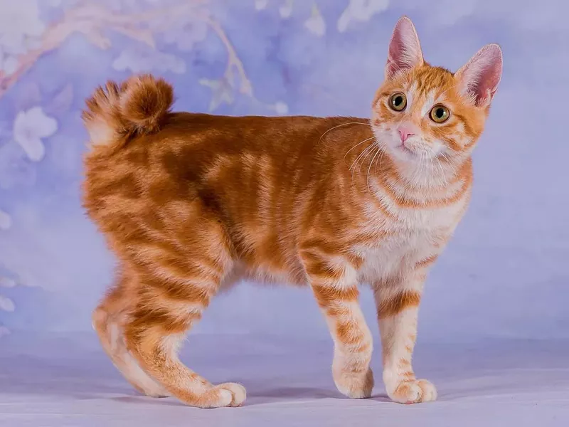Japanese Bobtail