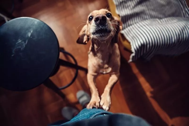 Dog jumping body language