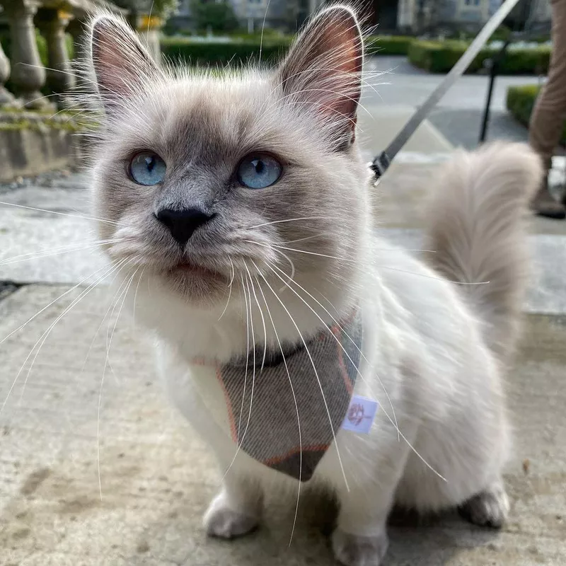 Ragdoll