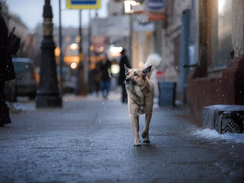 Dog walking in the city without a leash