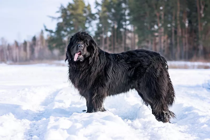 Newfoundland