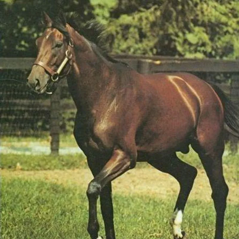 Conquistador Cielo