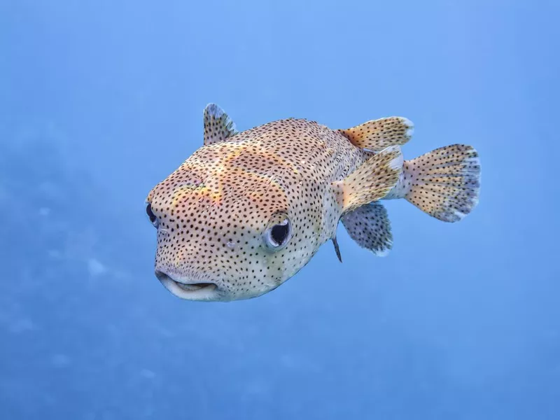 Spot-fin porcupinefish ( Diodon hystrix ) famliy balloonfish on Red Sea - Marsa Alam - Egypt