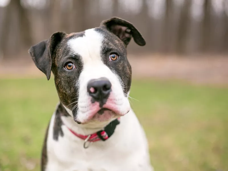 American Bulldog