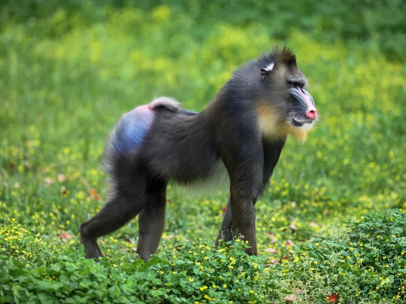 Mandrill