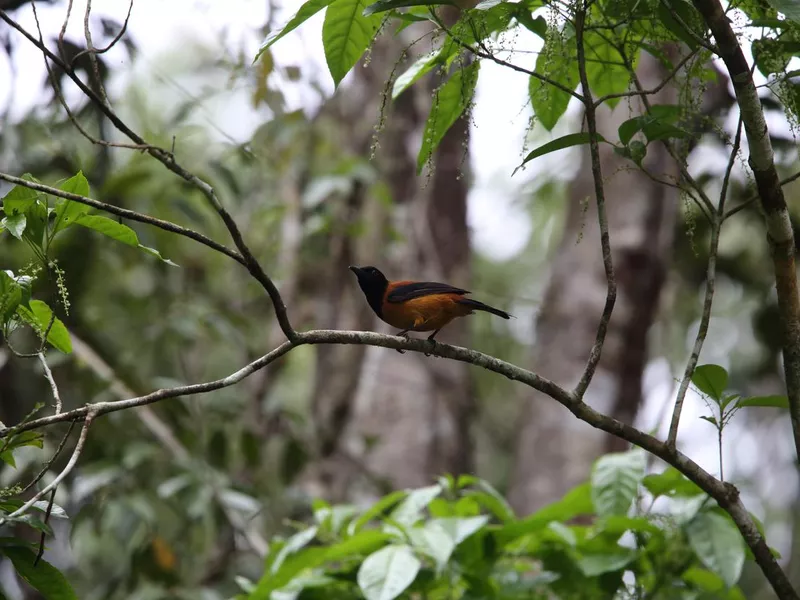 Hooded Pitohui