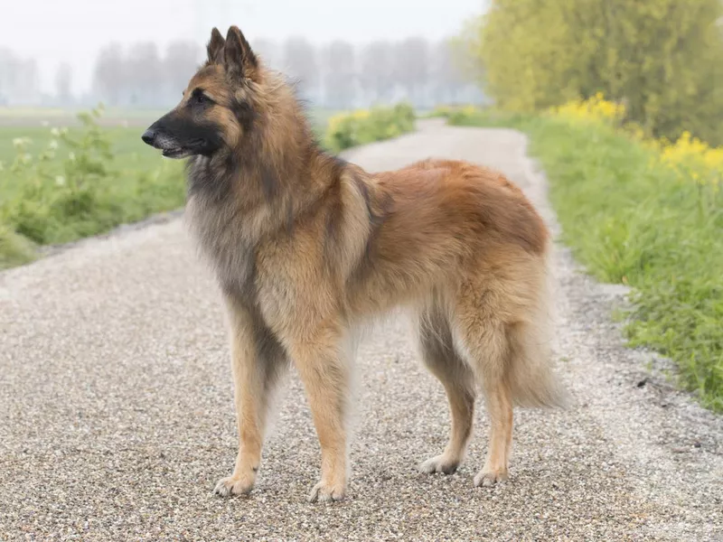 Belgian Tervuren standing
