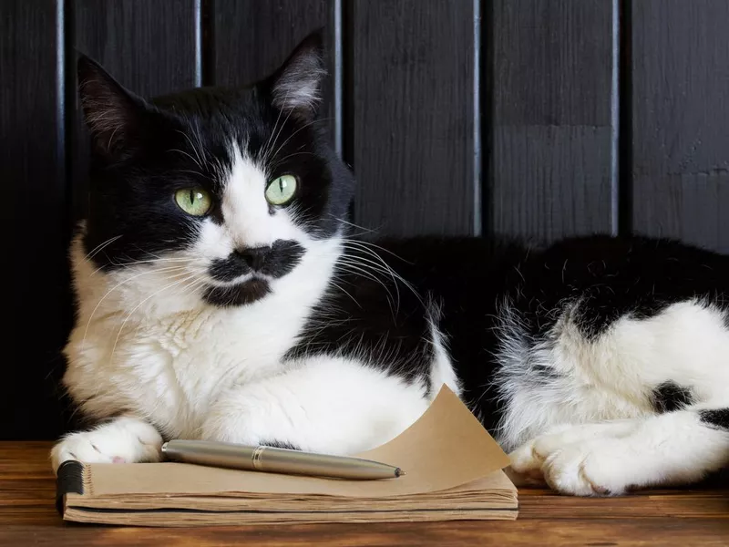A cute cat lies next to a notebook and a pen