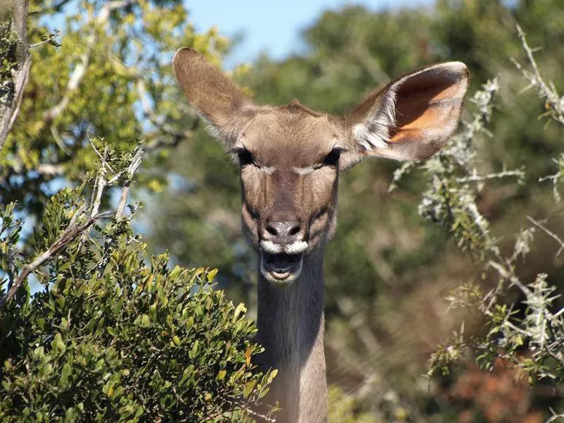 Kudu Antelope