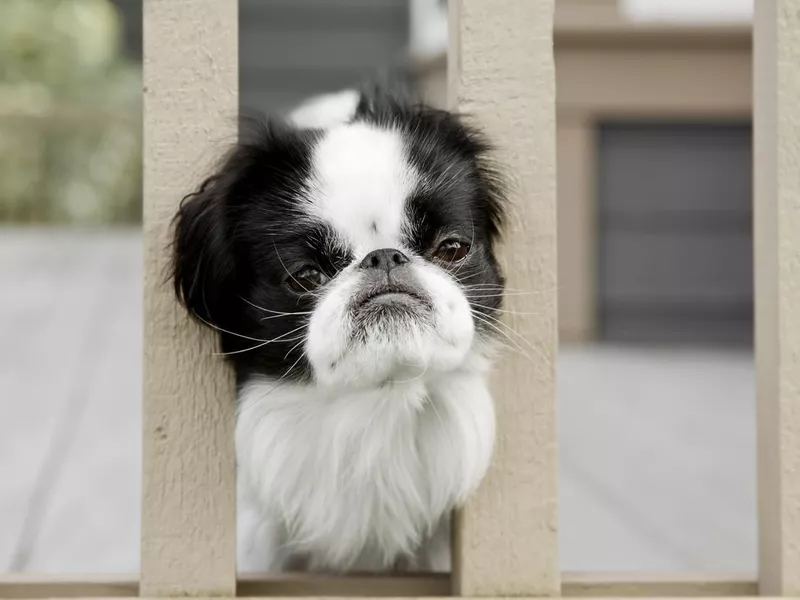 Sad Dog Wants to Come Out and Play